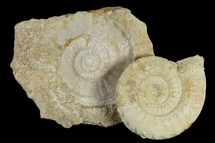 Fossil Ammonite (Acanthopleuroceras) - France #119402